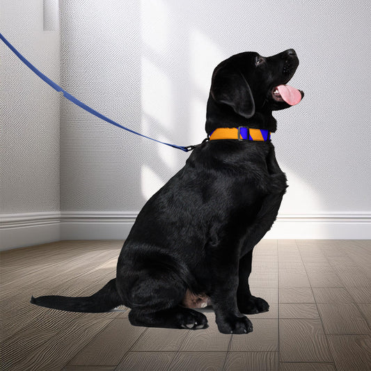 Featuring a rich blue hue with a distinctive geometric pattern, the Tutu pet collar and leash set from Tintin Studios merges fashion with functionality, making it a perfect accessory for pets that embody elegance and vibrancy.